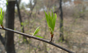 树林枝条上的新芽特写摄影高清图片