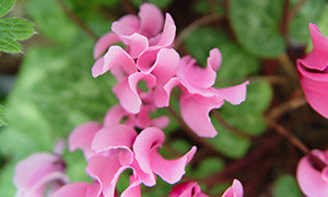 粉红色的花卉植物特写摄影高清图片