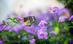 蝴蝶与盛开的鲜花特写摄影高清图片