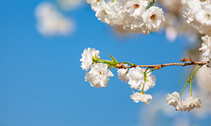 枝头上盛开的白色花朵摄影高清图片