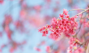 树枝上灿烂盛开的红色鲜花摄影图片