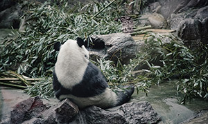 背靠着石头的可爱熊猫摄影高清图片