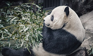 后仰着吃竹子的大熊猫摄影高清图片