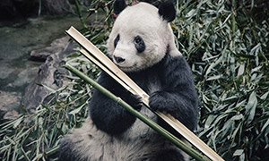 啃着竹子进食的大熊猫摄影高清图片