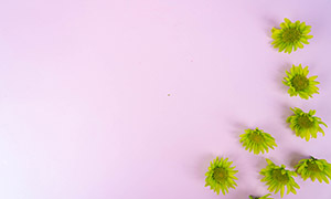 用绿色花朵装饰的粉色背景摄影图片