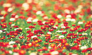 花花草草植物特写移轴摄影高清图片