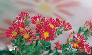 盛开怒放红色花卉植物摄影高清图片