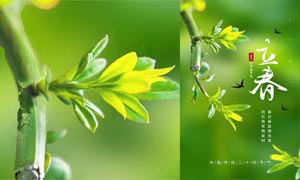 绿色清新立春节气宣传海报PSD素材