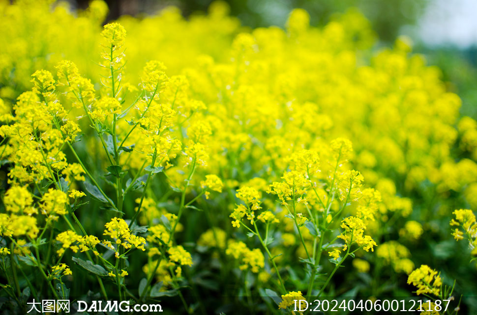 春天盛开的油菜花特写摄影图片