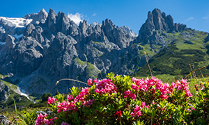 巍峨壯麗山峰與綻放的鮮花攝影圖片