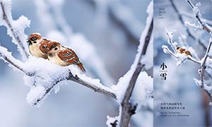 冬季枝頭雪景主題小雪海報(bào)PSD素材