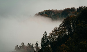 氤氳著濃濃云霧的山間樹(shù)木攝影圖片