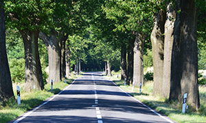 公園林間道路自然景觀(guān)攝影高清圖片