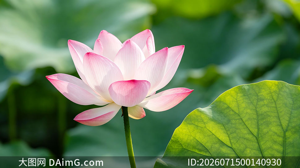 �ļ�ʢ���ĺɻ����۸���ͼƬ�ز�