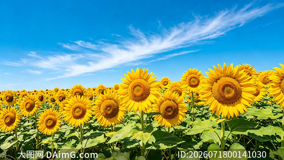 �����µ����տ���ֲ԰����ͼƬ�ز�